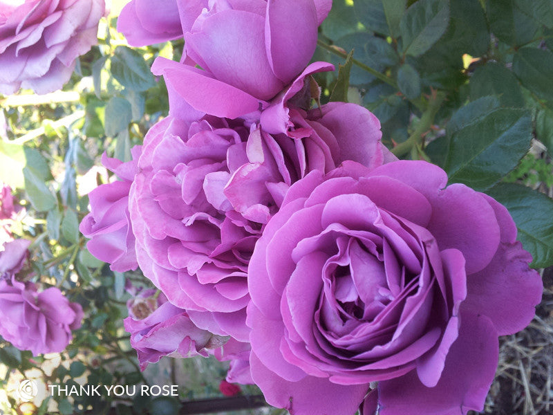 Thank You Rose - Modern Shrub (bare rooted)