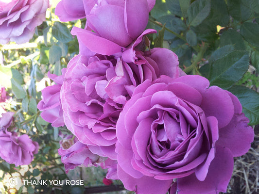 Thank You Rose - Modern Shrub (bare rooted)