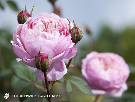 The Alnwick Rose - David Austin bare-rooted