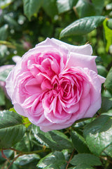 The Ancient Mariner [Ausoutcry] English Shrub Rose by David Austin