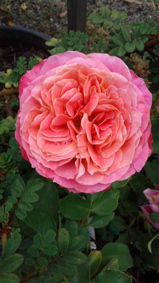 The Governors Wife  New Release Bush Rose