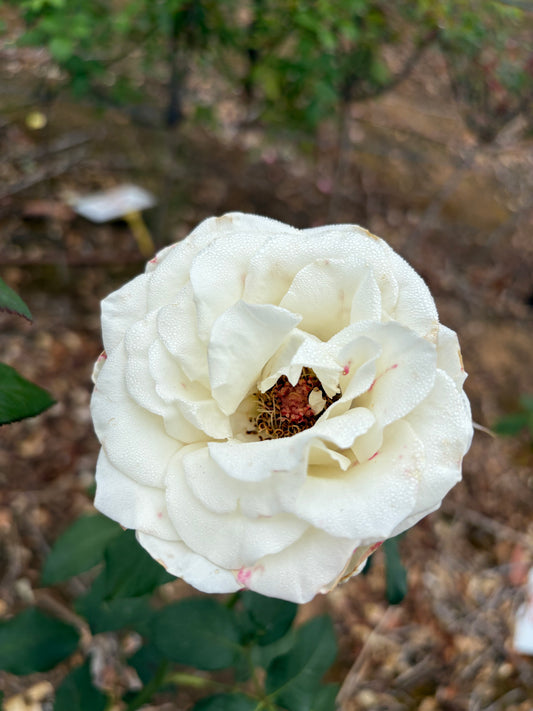 Tineke Hybrid Tea 2ft patio standard