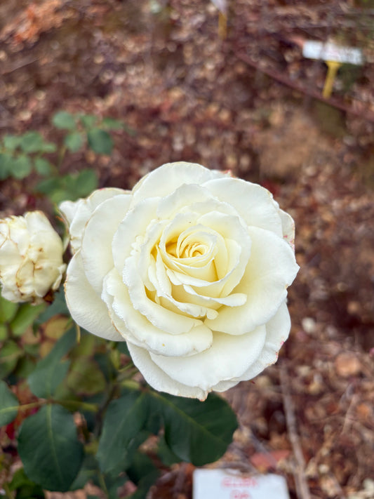 Tineke Hybrid Tea 2ft patio standard