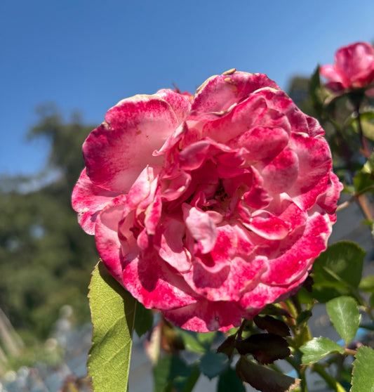 Triple Treat 2ft patio standard