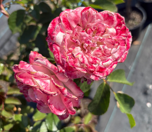 Triple Treat 2ft patio standard