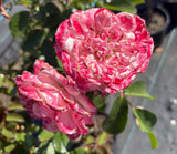 Triple Treat 2ft patio standard