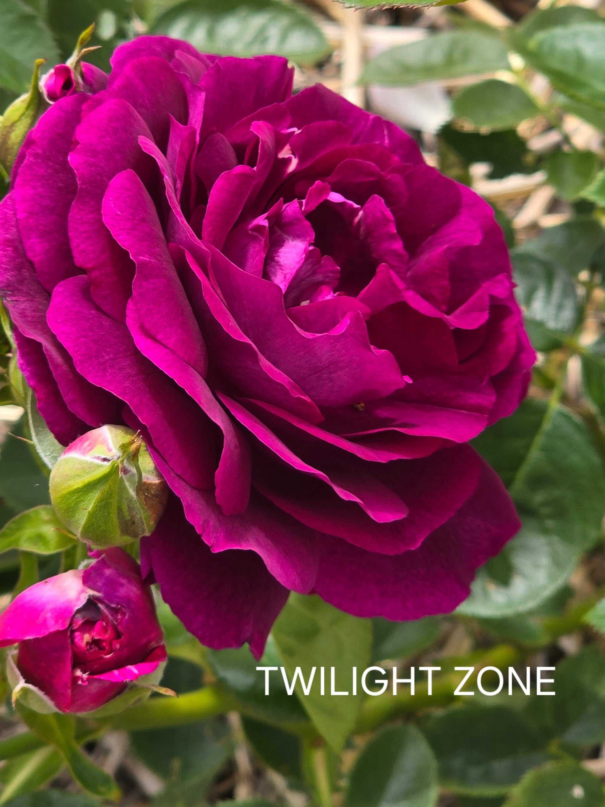 Twilight Zone - Modern Shrub