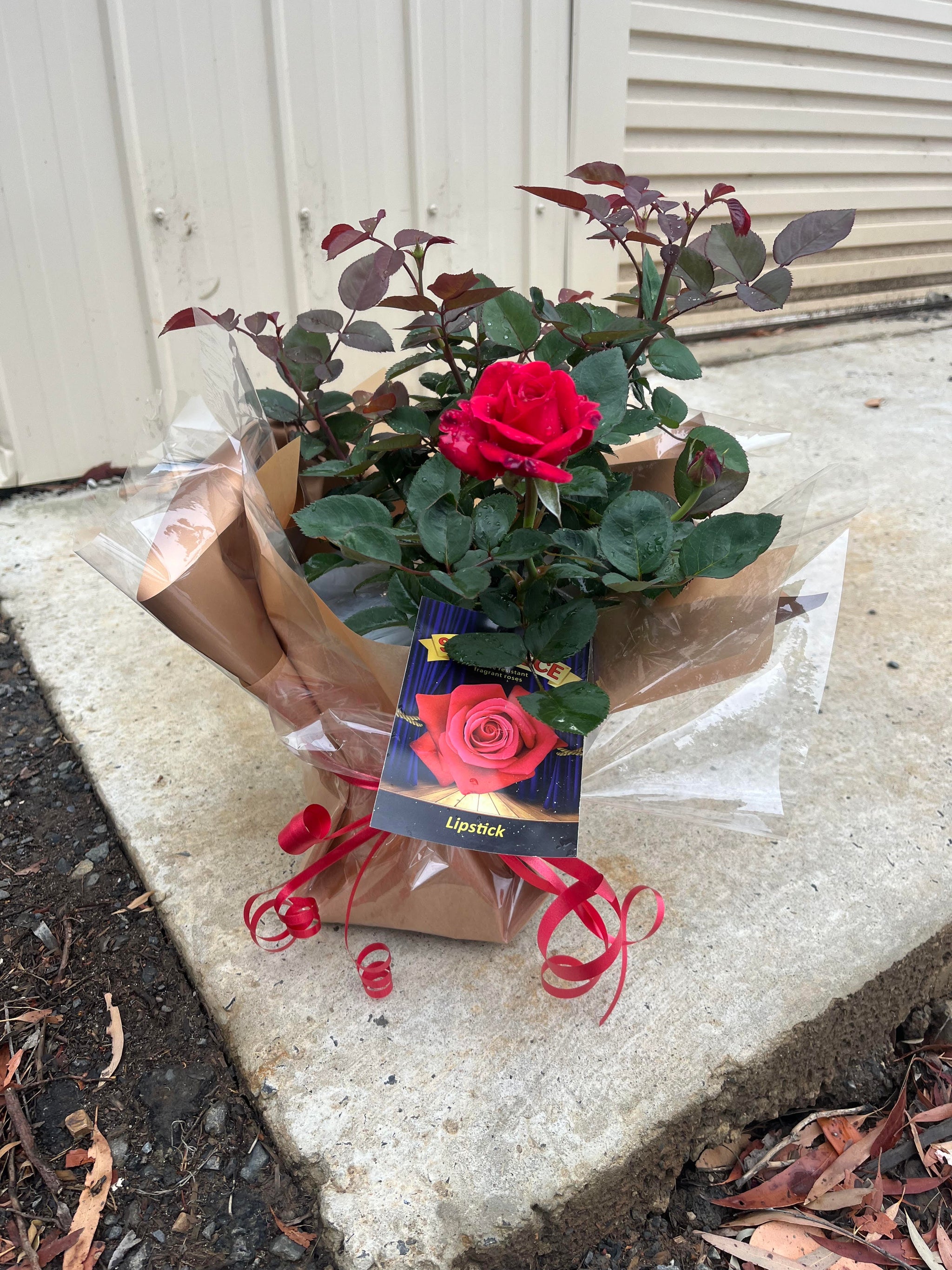 Love Grows: Showpiece™ Lipstick Bush Rose Gift Set
