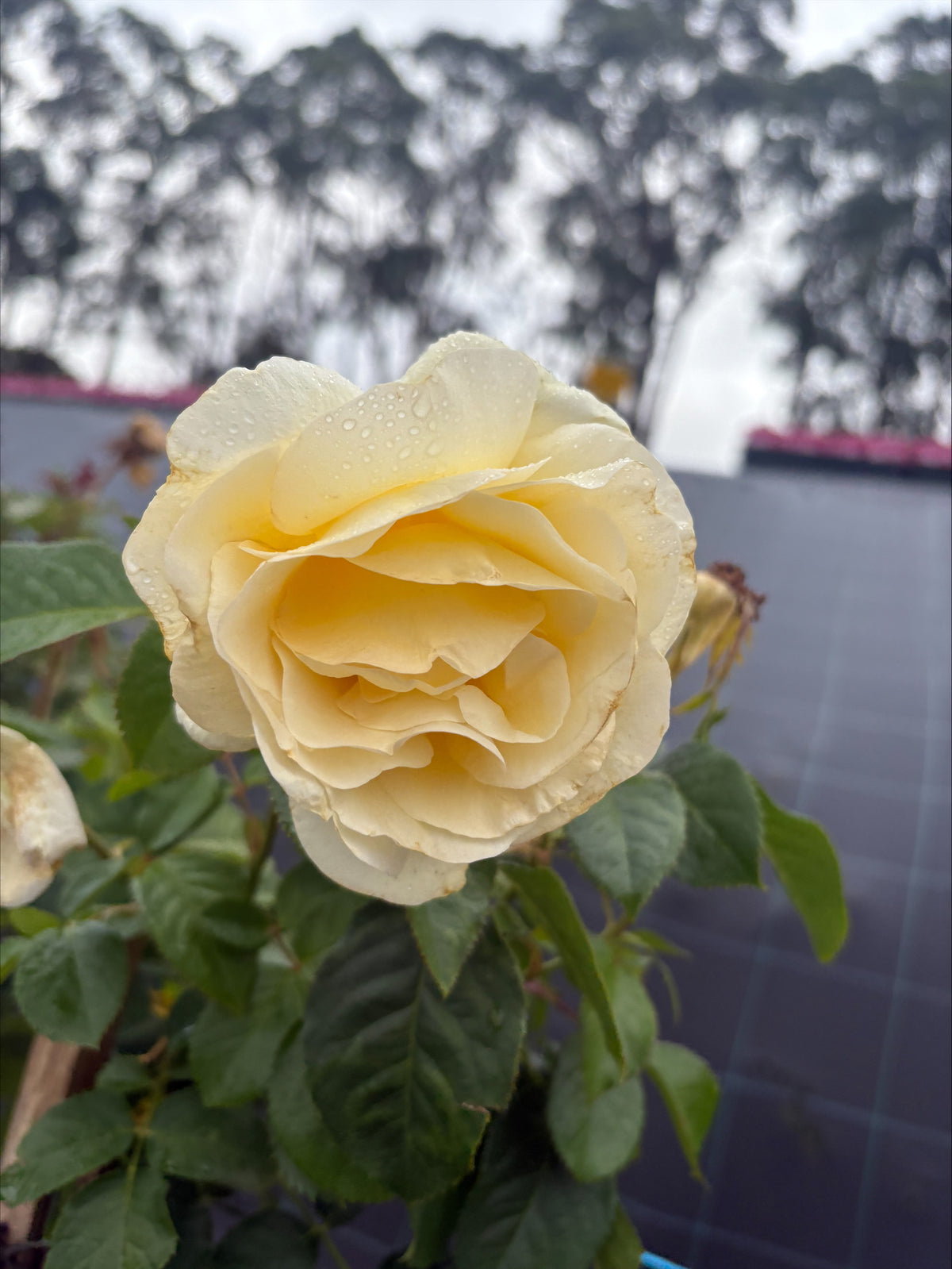 Vienna Charm Hybrid Tea 2ft patio standard