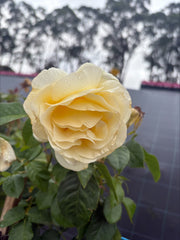 Vienna Charm Hybrid Tea Bush Rose (bare-rooted)