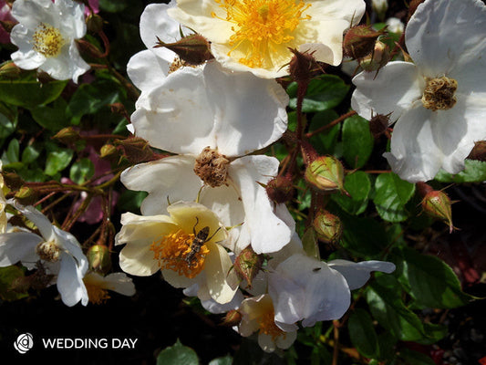 Wedding Day - Climbing Rose (bare rooted)