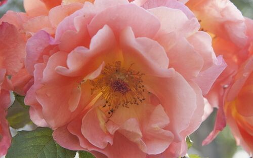 Westerland - Climbing Rose