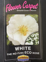 Flower Carpet White 2ft patio (Bareroot)
