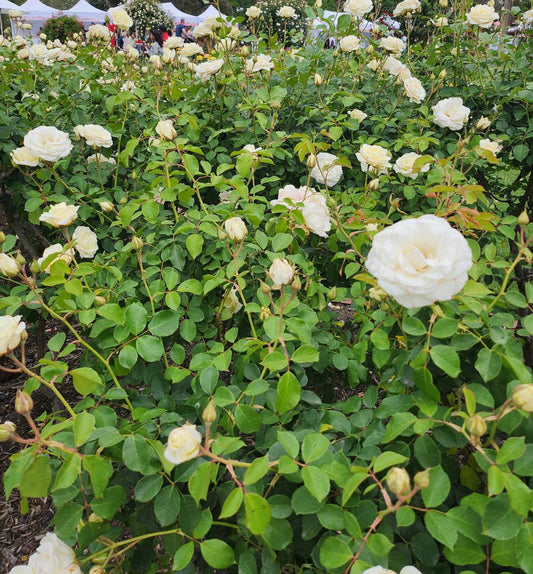 White Spray (Bareroot)