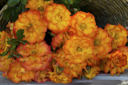 Wild Cat Modern Shrub Rose (bare rooted)