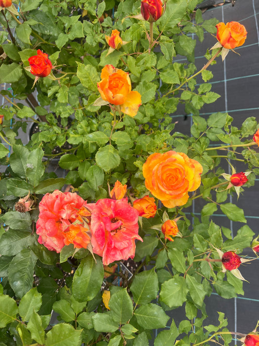 Woburn Abbey 2ft patio standard