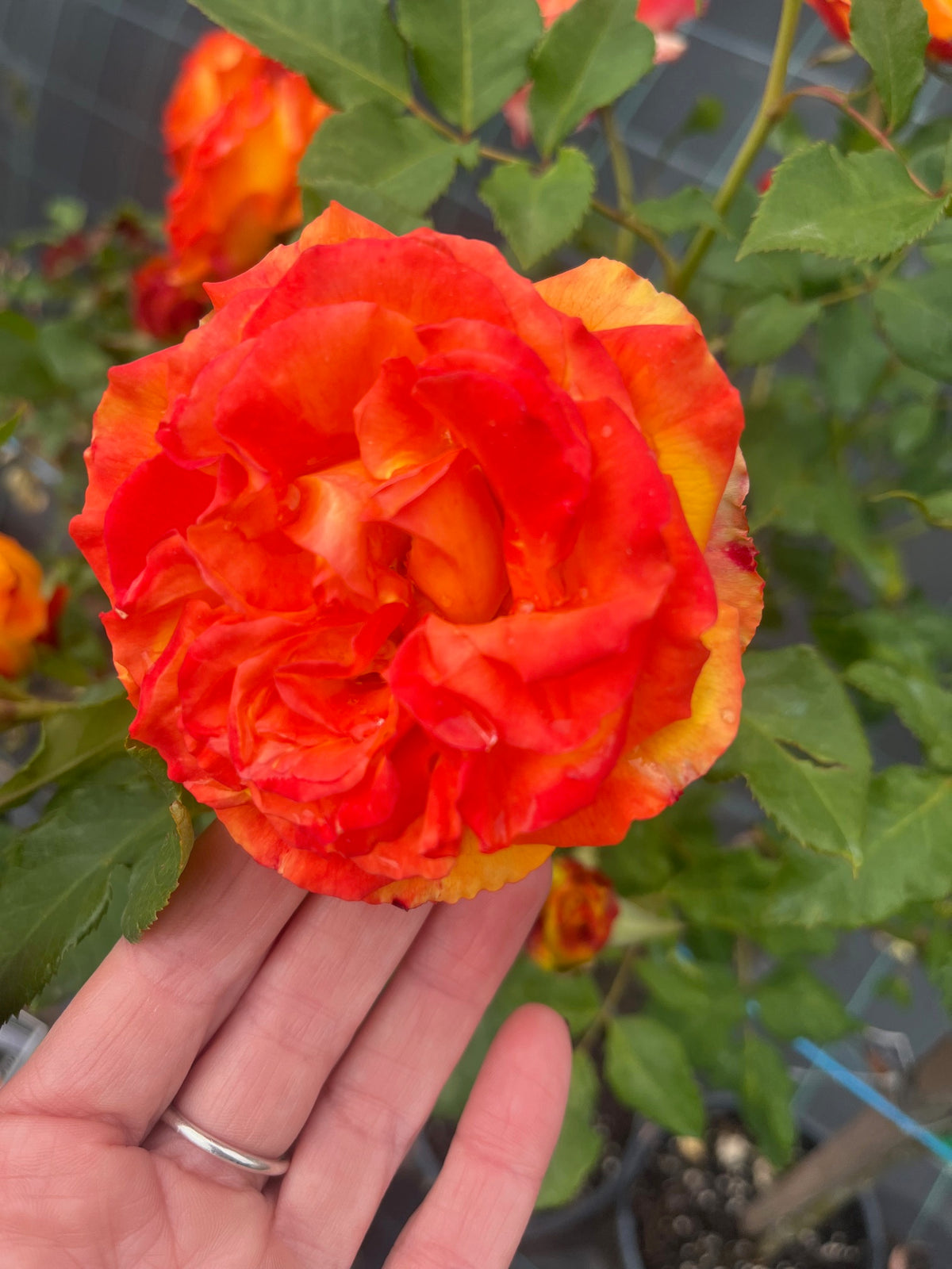 Woburn Abbey 2ft patio standard