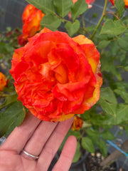 Woburn Abbey 2ft patio standard