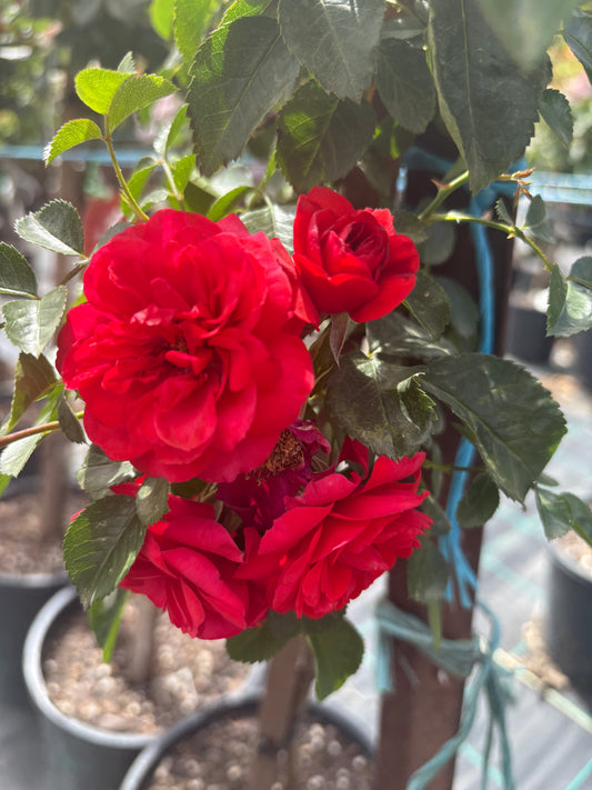 Zepeti New Release 2ft Patio Standard