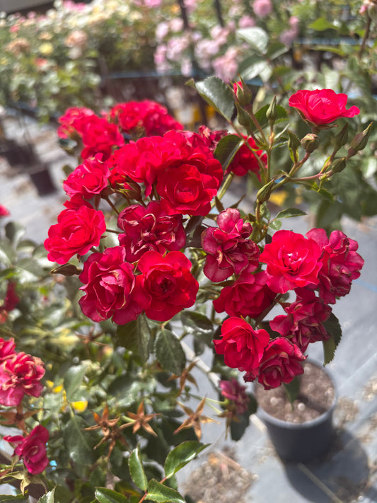 Zepeti New Release 2ft Patio Standard