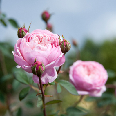 All About Roses – Everything you need to know about Roses