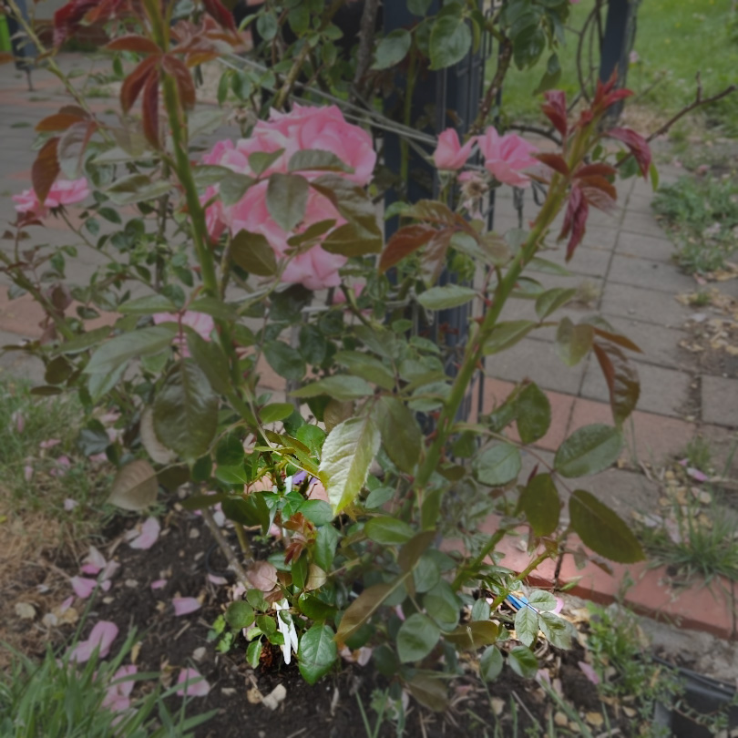 Pegs to deter birds from destroying roses