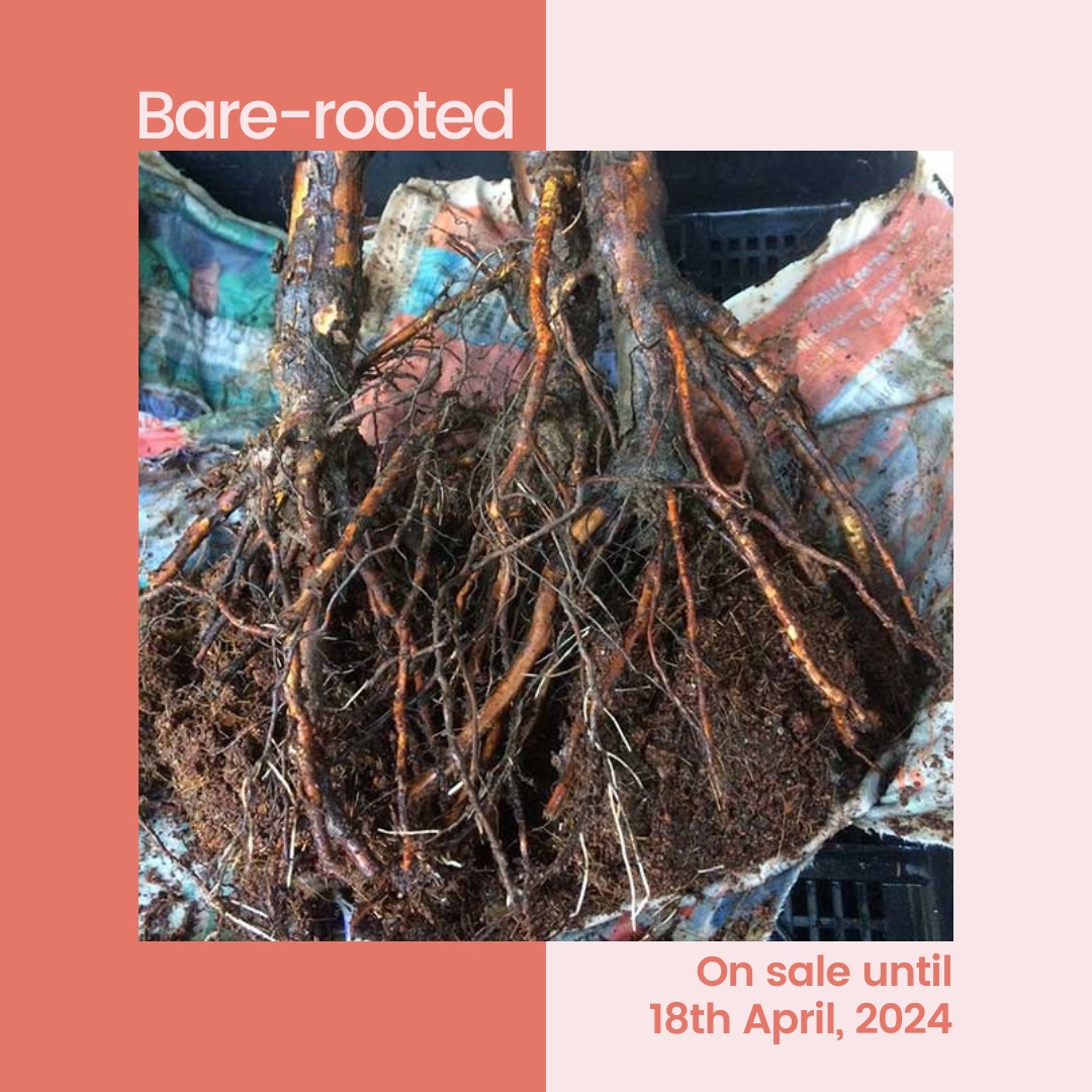 https://rosesalesonline.com.au/categories/bare-rooted-roses.html