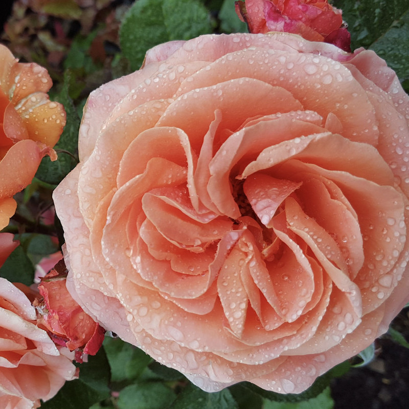 Bengali Rose