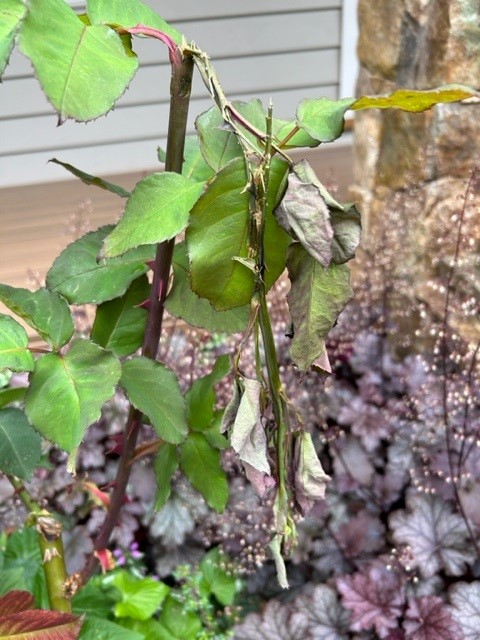 damage of cockatoos