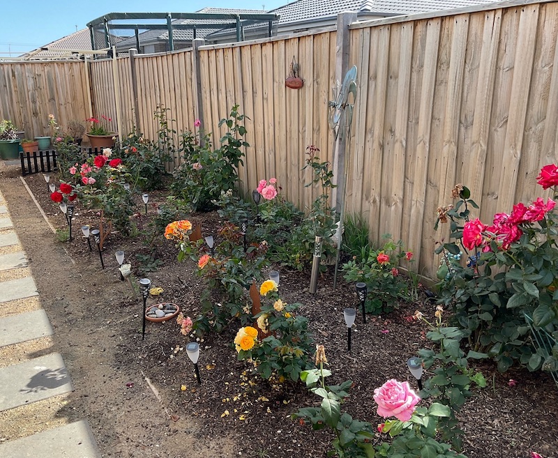 Finally planted roses after 15 years in pots