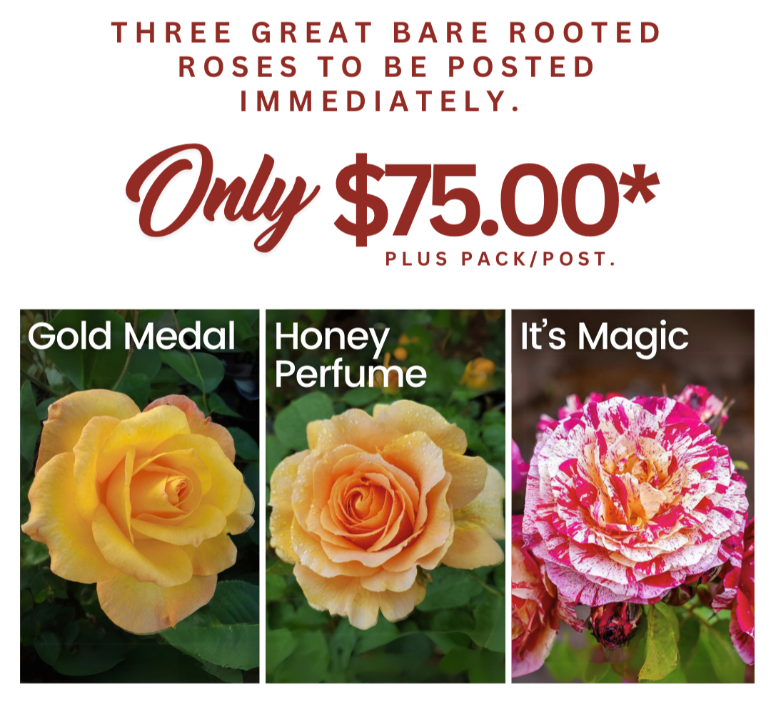 https://rosesalesonline.com.au/3-great-bare-rooted-roses-bundle-gold-medal-honey-perfume-its-magic/?utm_source=newsletter&utm_medium=email&utm_campaign=olympics+bare+rooted+roses+bundle&utm_id=braverr117&utm_term=gold+medal+honey+perfume+its+magic