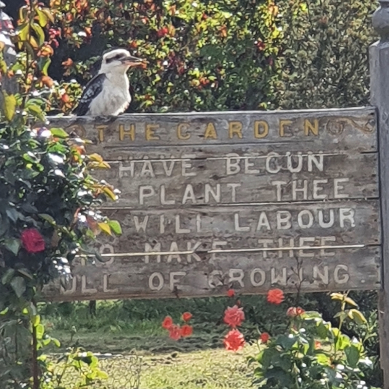 Garden Guardian Kookaburra