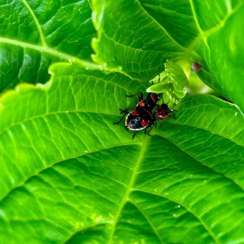 Harlequin beetle