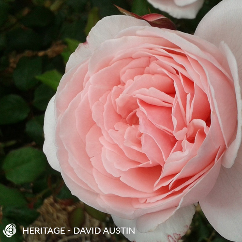 David Austin Heritage