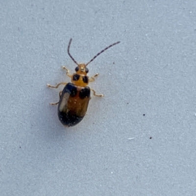Monolepta Beetle