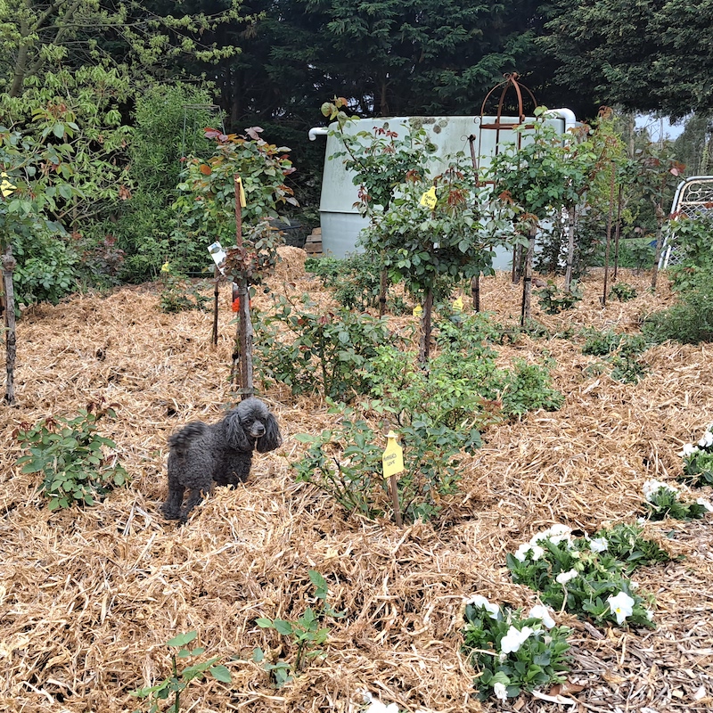 Mulched Garden Spring 2023