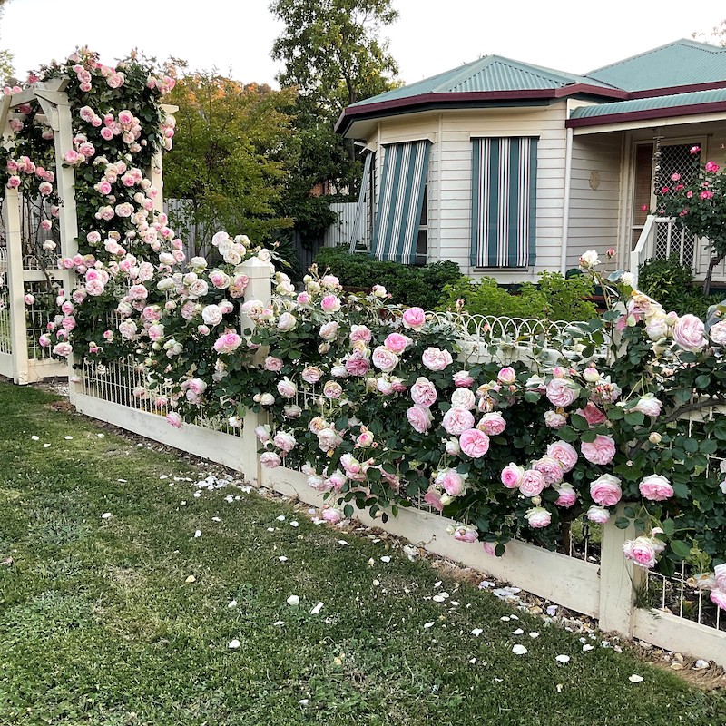 Pierre de Ronsard Along Front Fence